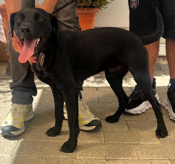 TENERO DOLCE NEREO Foto 3